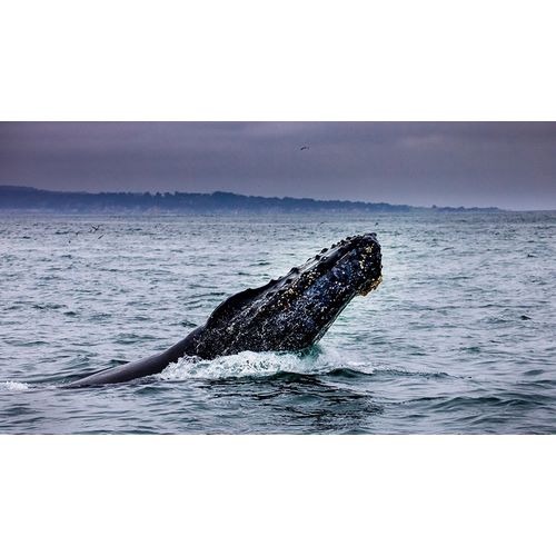 Humpback Whale breaching Monterey Bay-California-USA